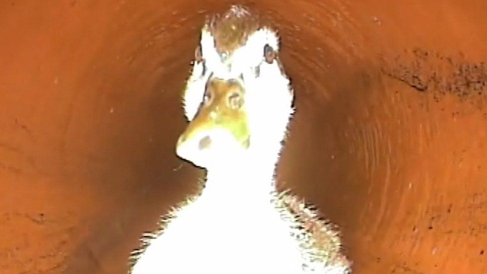 A duck in a sewer looking at the camera