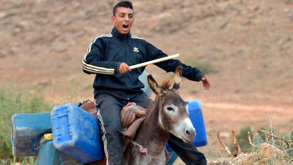 A young man carries on a donkey empty barrels into Algeria to fill with oil and smuggle back into Morocco on September 12, 2013, along the Moroccan-Algerian border