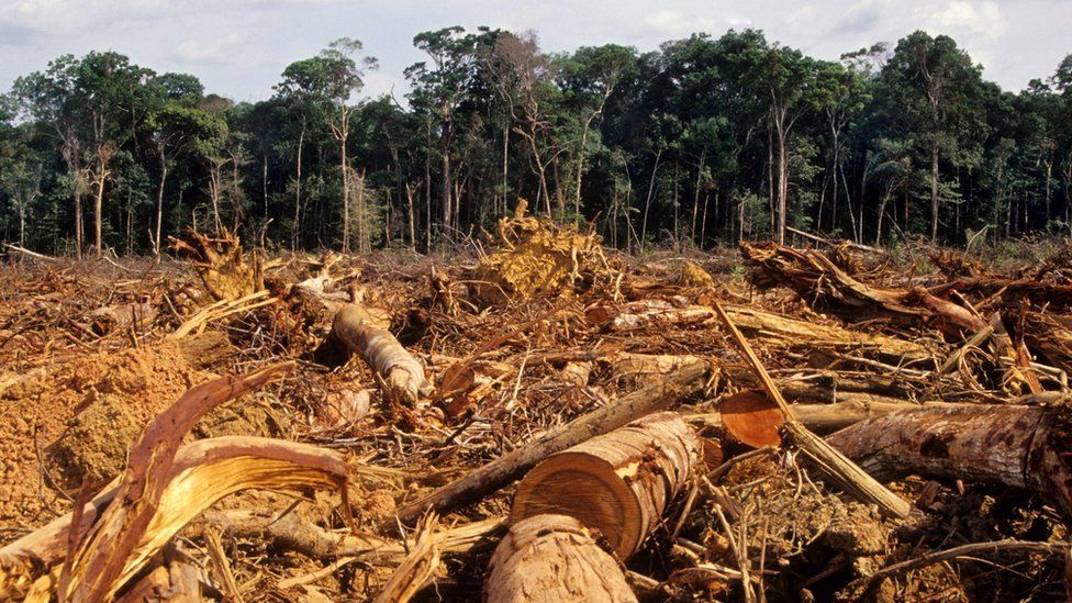 Deforestation of the jungle in the Amazon