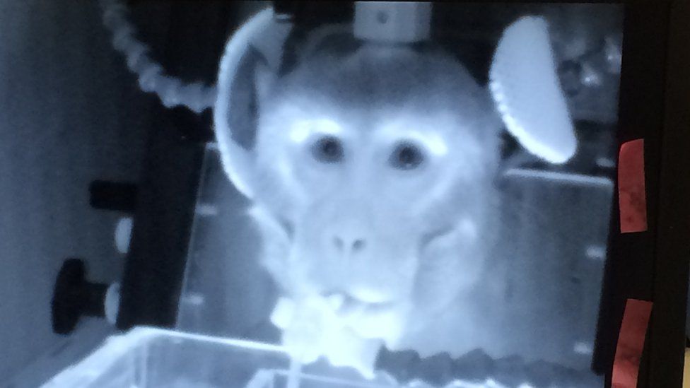 A FMRI scan of a macaque