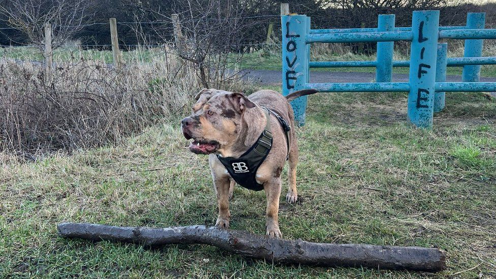 XL bully Mika, stands in a field in front of a blue fence with "love" and "life" spray-painted on two of the posts. Mika is a tan colour with black patches and wears a black harness that covers her chest area. On the floor in front of her is a large, thick branch that looks wet, in keeping with the autumnal scene around her.