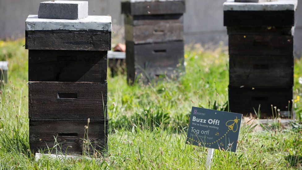 Bee hives at Scottish Parliament