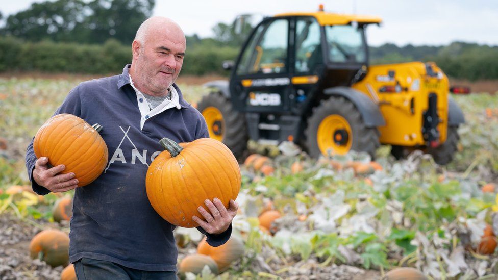 Pumpkin farmer 'started with one pack of seeds' BBC News