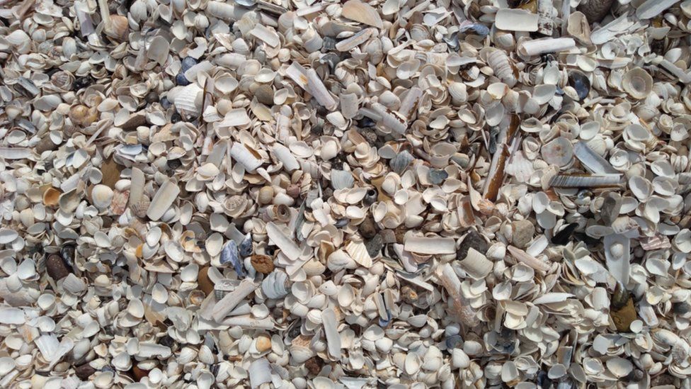 beautiful shells at Gullane Sands