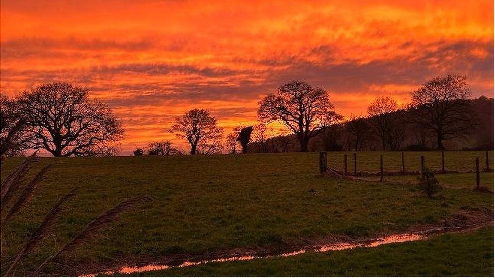 Silhouettes of trees against an orange sky at Shaftesbury