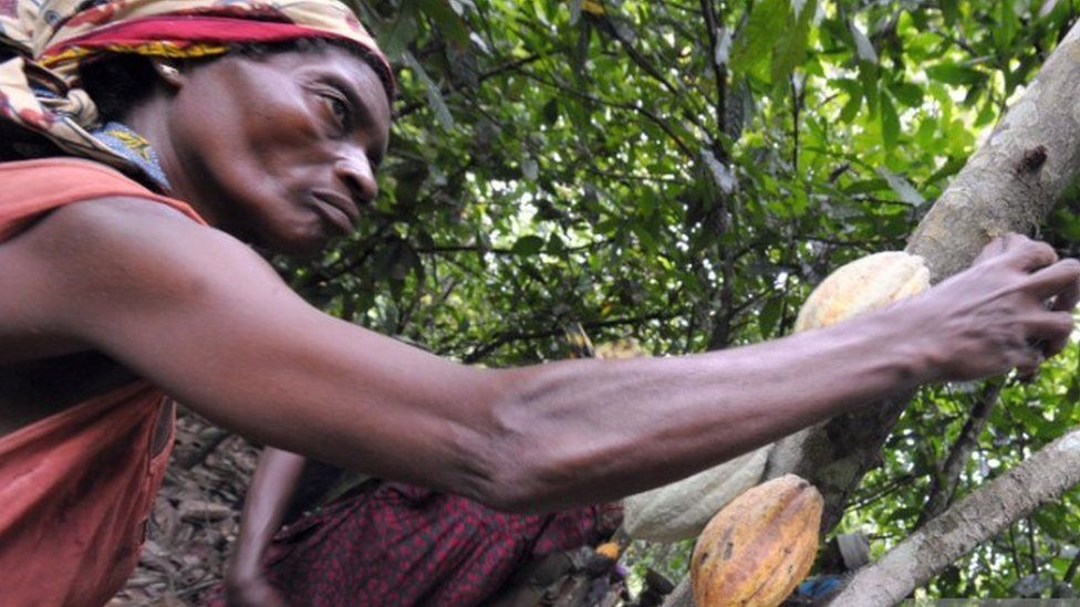 Female cocoa worker in the Ivory Coast
