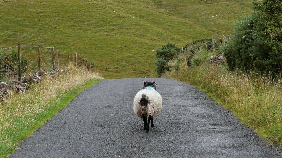 Connemara Hill Lamb