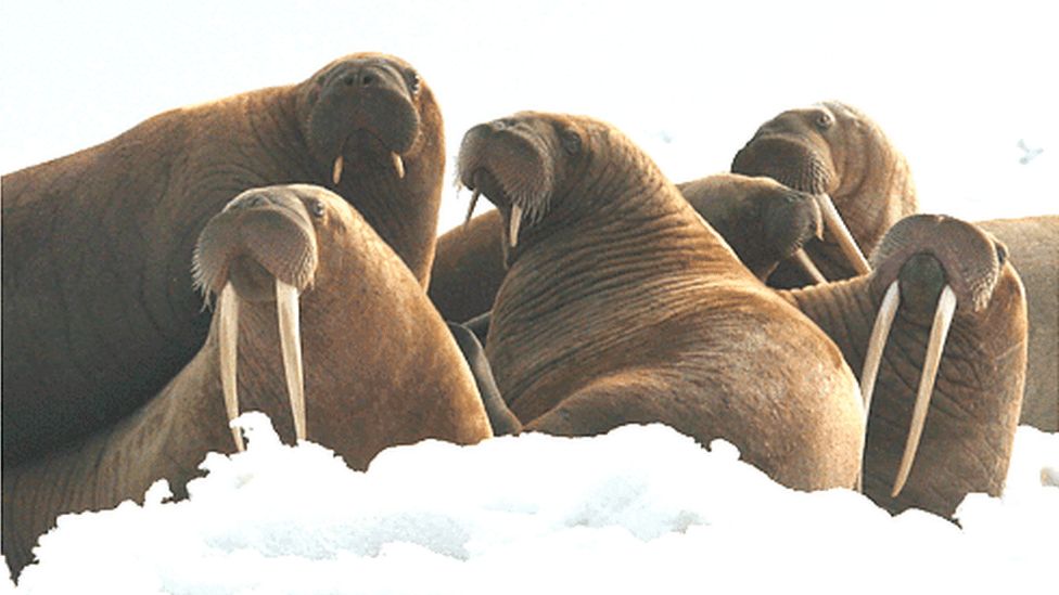Walruses on the ice