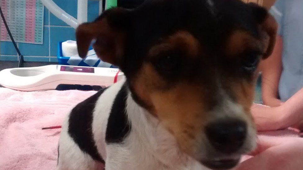 Jack Russell dog, thought to be between six and seven years old, has been nicknamed Tarmax.