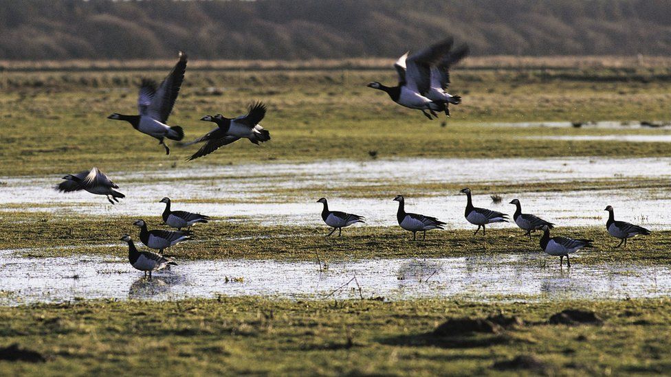 Mersehead reserve secures funds for expansion plans - BBC News