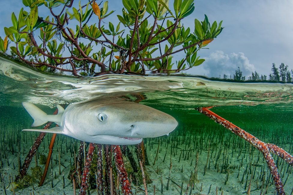 A juvenile lemon shark swims in shallow mangrove forests in the Bahamas