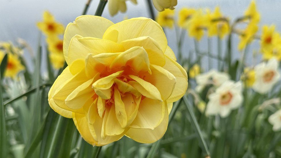 Yellow daffodil close up