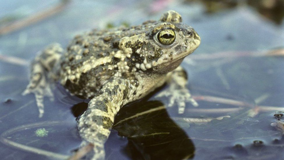 Stock image of a natterjack toad