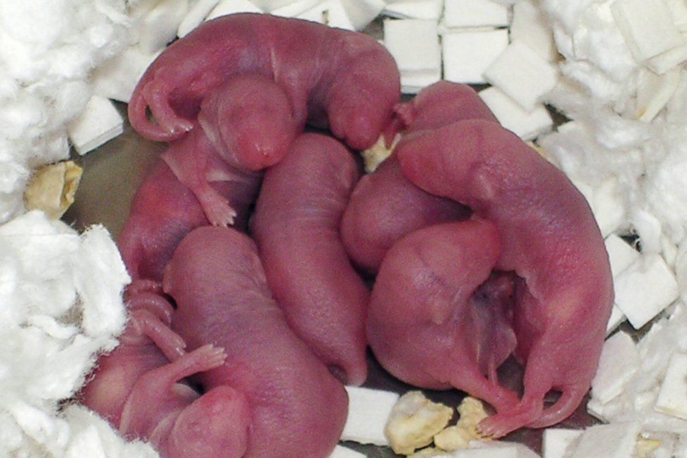 litter of newborn mice