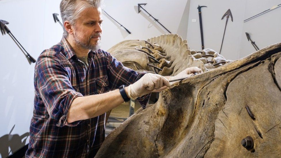 Nigel Larkin dismantling the whale skeleton
