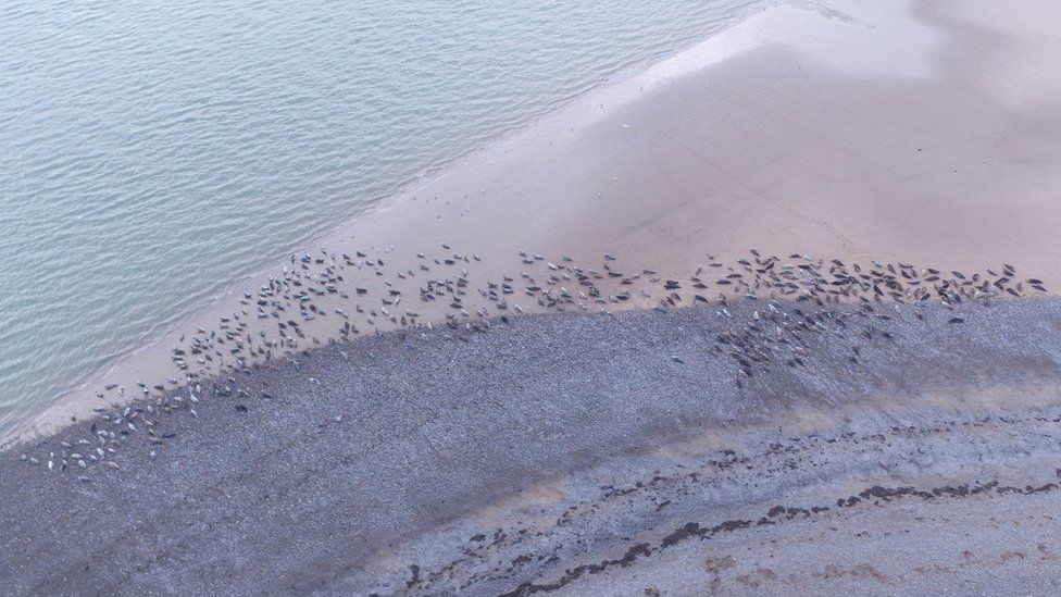 A drone shot of the seals