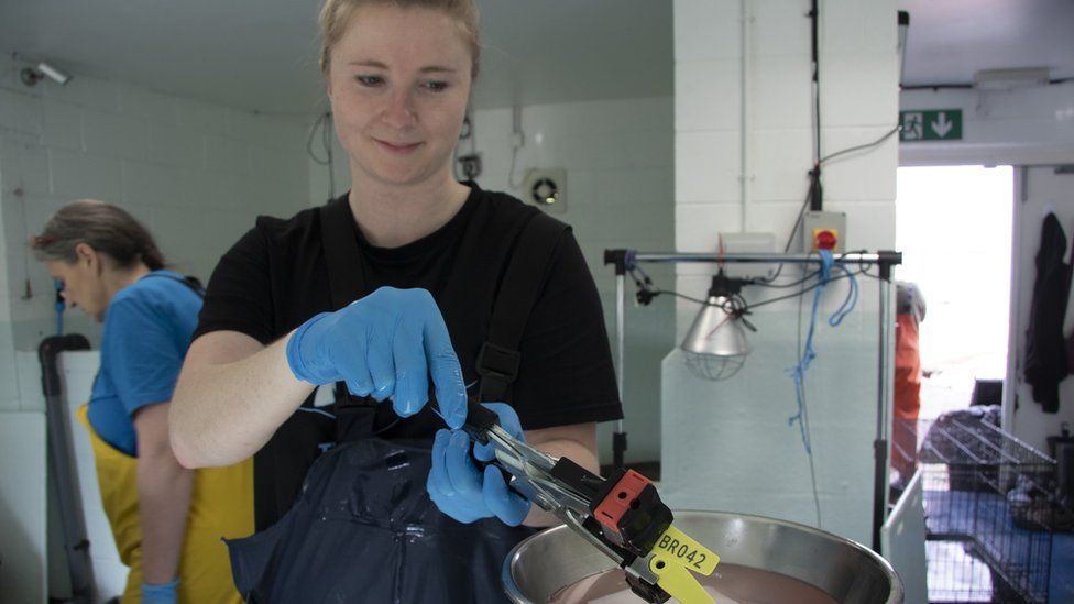 Volunteer medic with tagging equipment