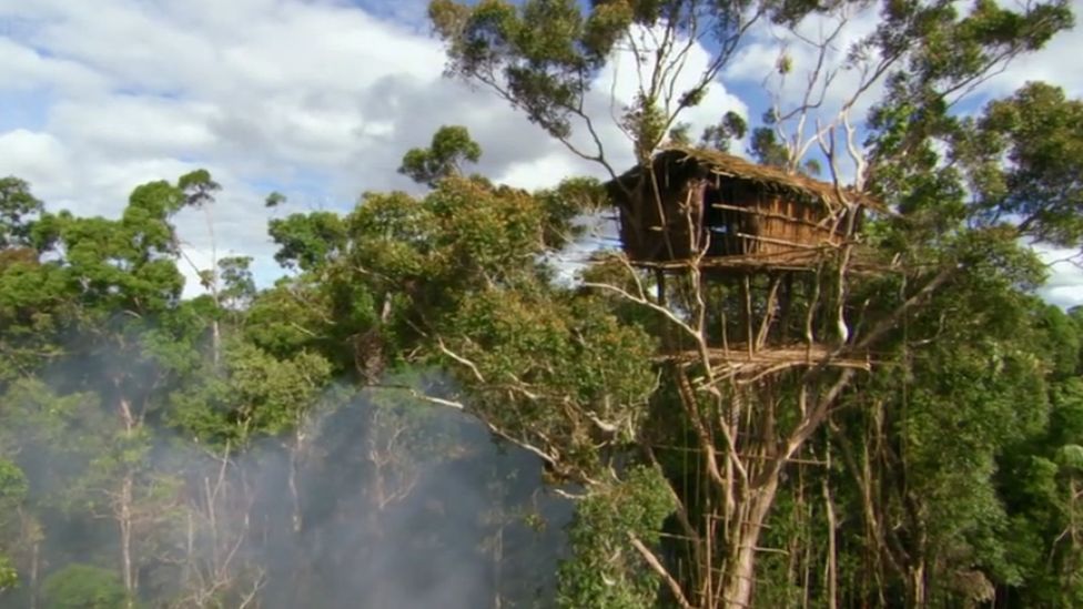 A treehouse in West Papua
