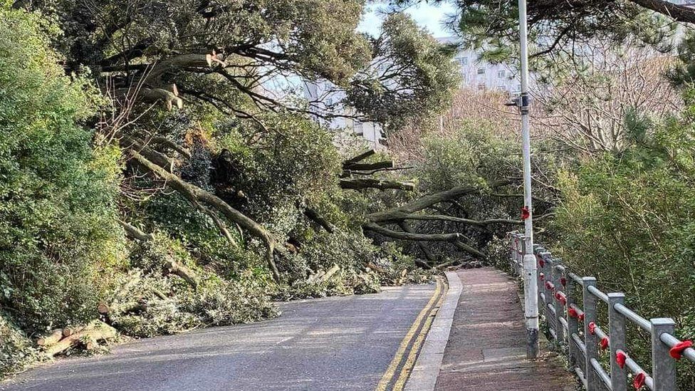 A number of fallen trees block a road with a metal barrier and streetlight to the right hand side of the image