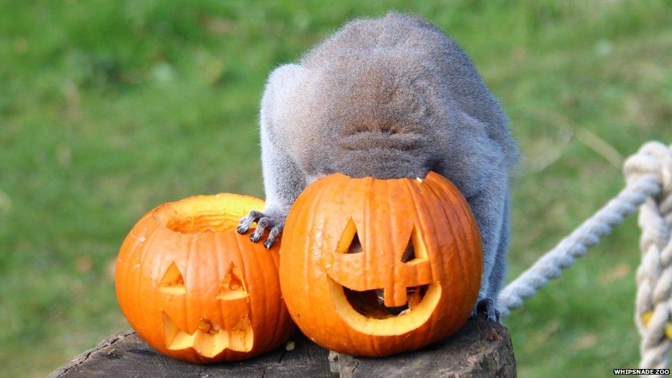 Halloween Zoo animals get a spooky surprise! BBC Newsround