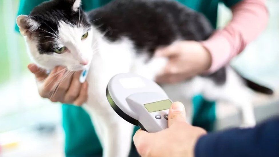 a black and white cat being scanned