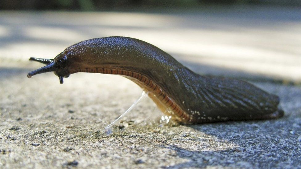Slimy slug