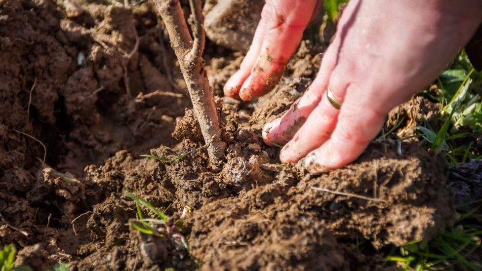 Tree planting in Carmarthenshire
