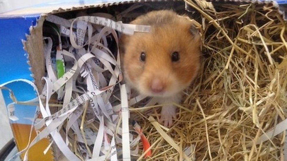 Rspca hamster hot sale