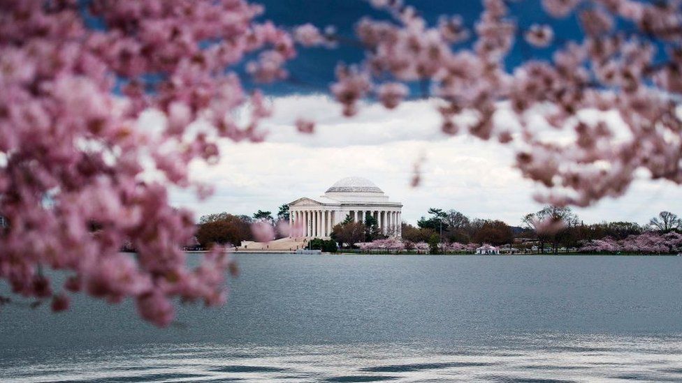 Под сенью сакуры. Blossom Trees World Zero.