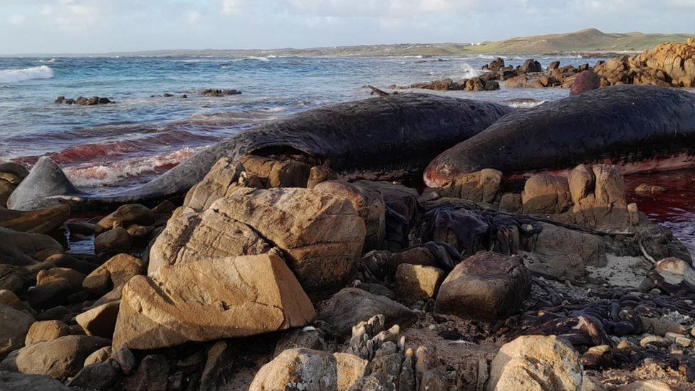 Two sperm whale carcasses