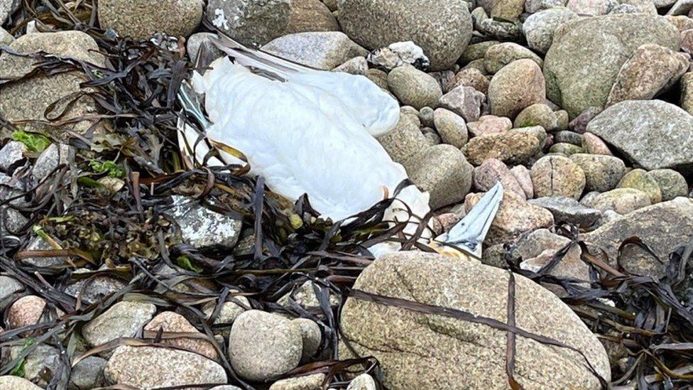 Dead bird on Isles of Scilly