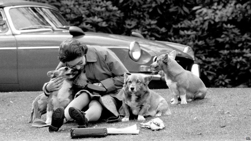 A black and white photograph of the Queen sitting on grass with three corgis