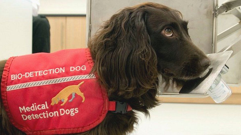 Dog in a hospital with jacket on reading 'bio-detection dog'