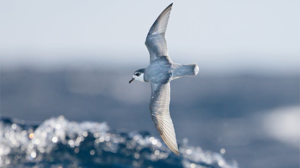 Many species of seabirds, including Blue Petrels (Halobaena caerulea), consume plastic debris at sea