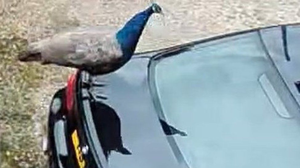 A peacock was filmed damaging a car in the village of Finningley, Doncaster