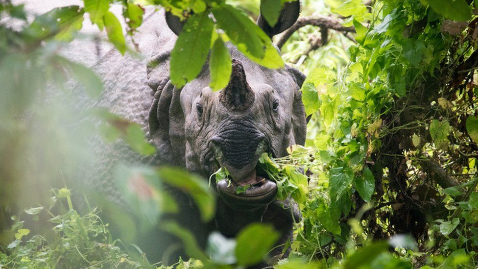 Sumatran Rhino Rescue celebrates World Rhino Day — Sumatran Rhino Alliance