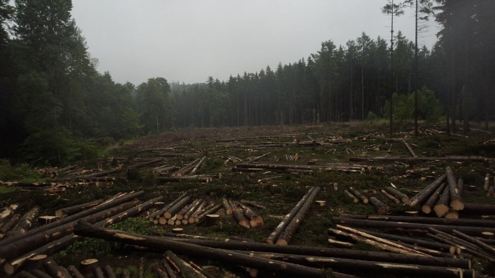Climate change is blamed for the devastation wrought by the bark beetle in the Harz region