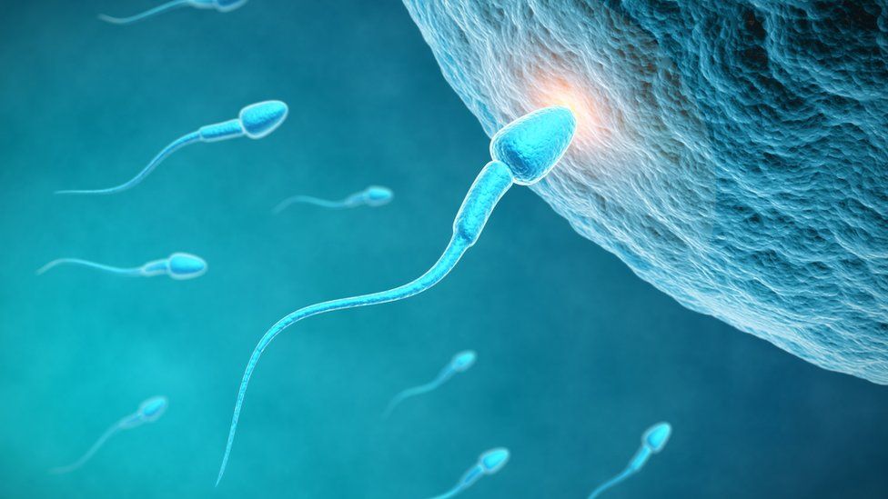 Sperm travels toward the egg