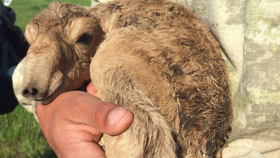 Newborn saiga calf: Numbers have risen since 2015