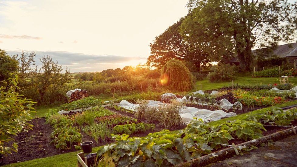 Vegetable beds in the Summer
