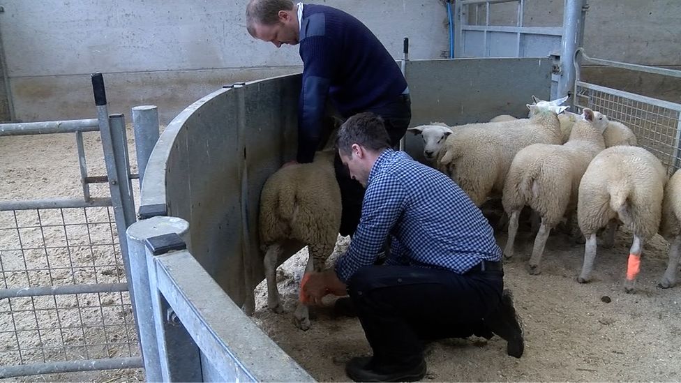 Dr Manod Williams fits the trackers to a ewe