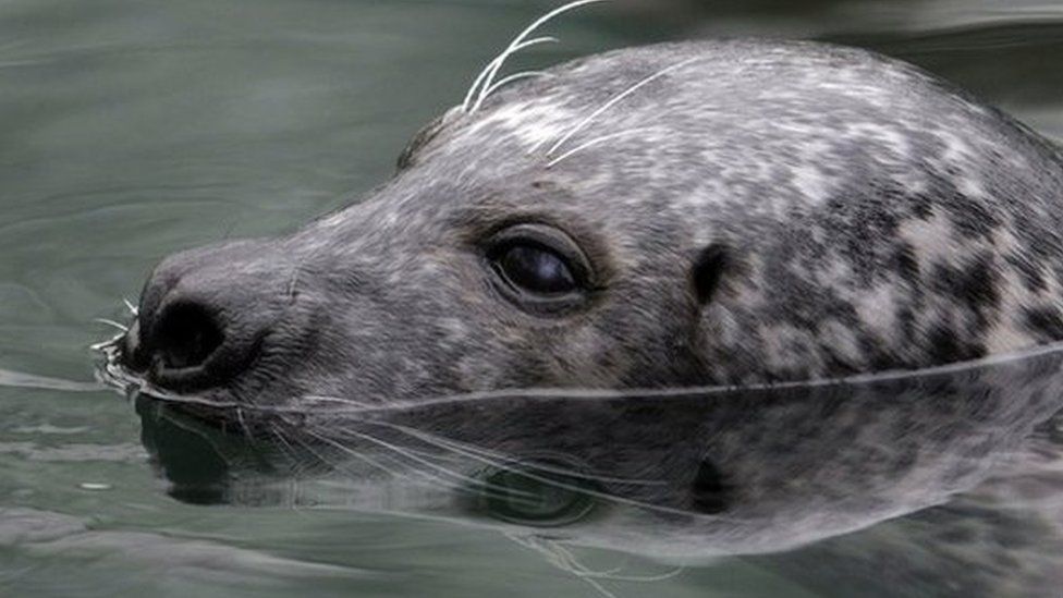 A female grey seal breaks the surface of the water