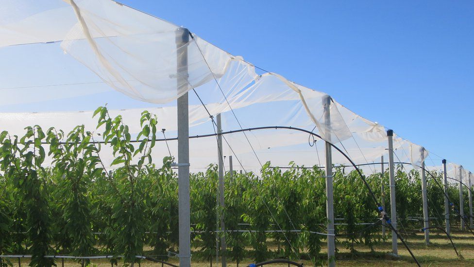 Apple trees covered by netting