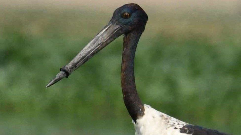 The stork with a plastic ring around its beak