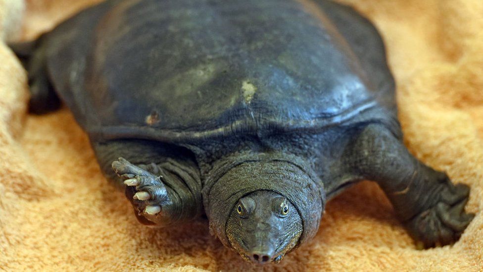 A Chinese soft-shelled turtle