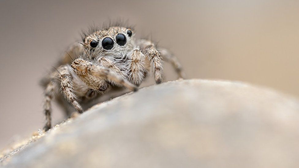 The distinguished jumping spider