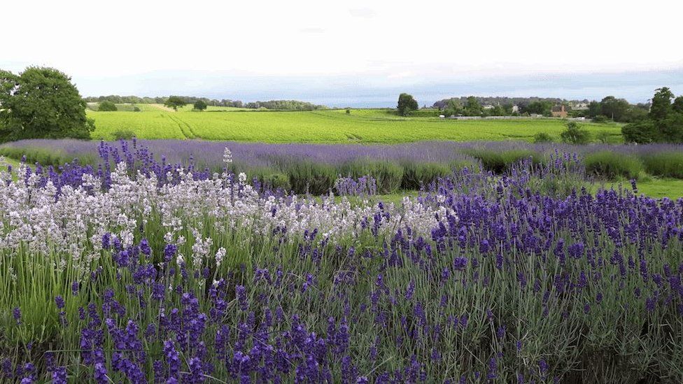 Lavender fields