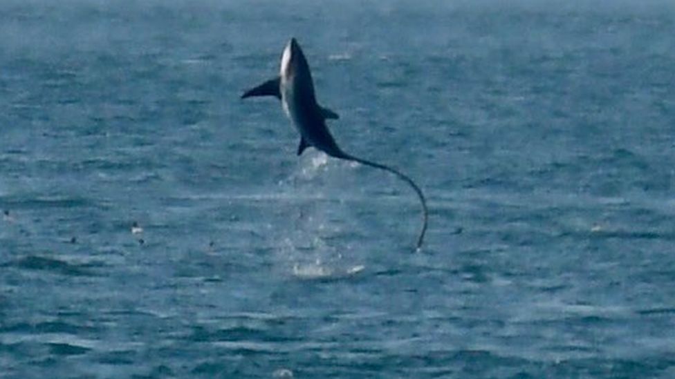 Thresher sharks use their long tails to hunt fish
