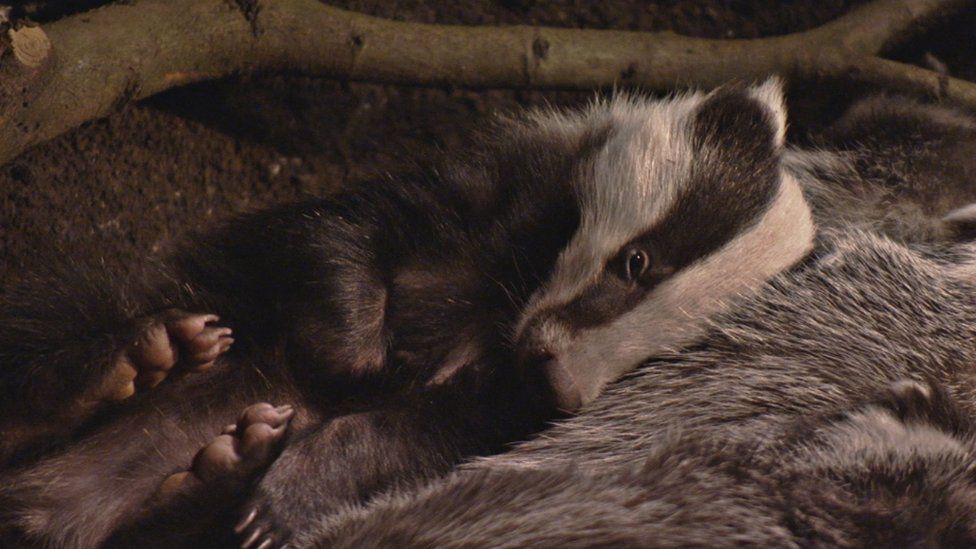 Badgers nestled together in sett