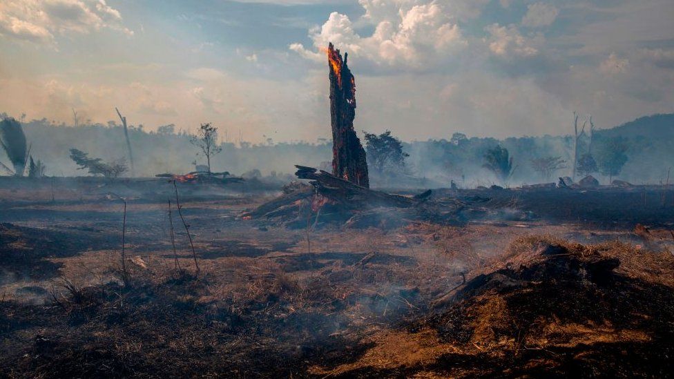Burnt forest in the Amazon basin